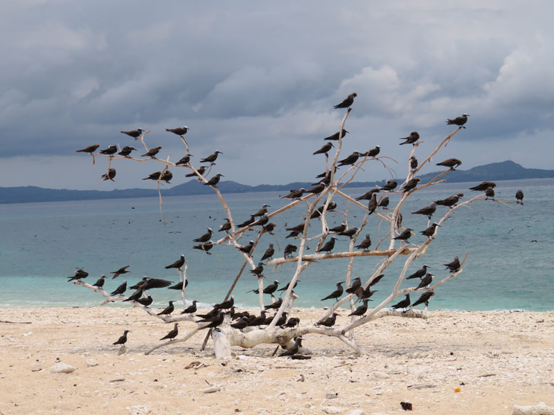 Escursione sull'isola di ' Nosy Fanihy "di fronte al big blue di Nosy Be