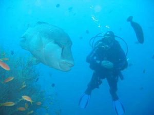 la plongée et la pêche