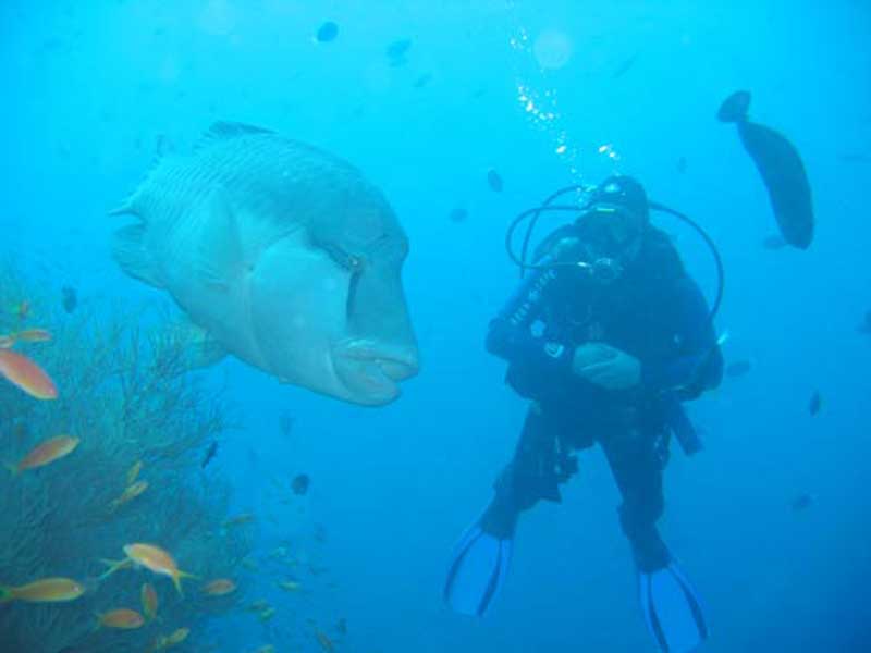 la plongée et la pêche