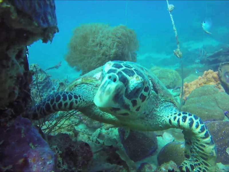 diving in Nosy Be